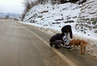 SOKAK HAYVANLARINA MAMA DESTEĞİ