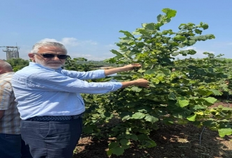 AKÇA: BU SENE RAJONU ÜRETİCİ KESECEK!