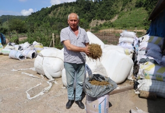 FINDIK BAHÇELERİ KABA YEM EKİM ALANINA DÖNÜŞTÜ