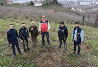 FINDIK BAHÇELERİ YENİLENİYOR