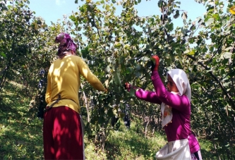 FINDIK HASAT TARİHİ AÇIKLANDI