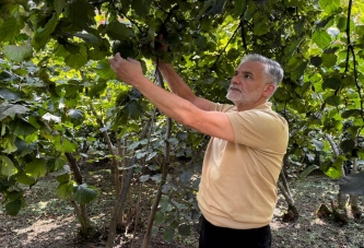 FINDIK TOPLAMA TARİHLERİ BELLİ OLDU