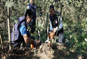 FINDIKTA BAKIM BE BUDAMA UYARILARI