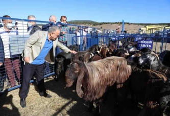 HALEP KEÇİLERİ GELİR KAYNAĞI OLDU