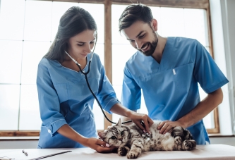 KEDİNİZİ VETERİNER HEKİMİNE GÖTÜRÜN