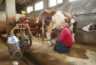OBB BESİCİLERİN YÜZÜNÜ GÜLDÜRDÜ