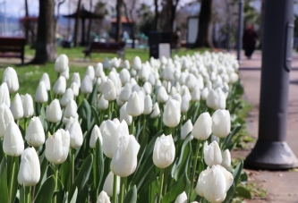 ORDU’DA ÇİÇEKLER AÇMAYA BAŞLADI