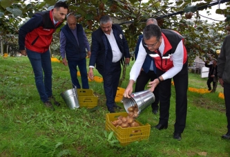 ORDU’DA KİVİ HASATI BAŞLADI