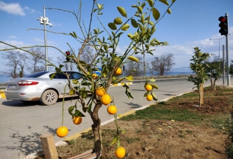 ORDU, NARENCİYEYE GÖZ DİKTİ