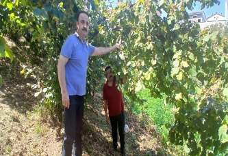 ŞANLITÜRK: FINDIK FİYATININ YÜKSELECEĞİNE İNANCIM TAMDIR!