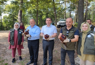 SÜLÜNLER DOĞAYA SALINDI