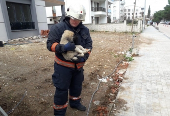 YAVRU KÖPEK KURTARILDI