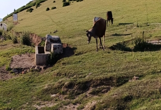 ÇAMBAŞI YAYLASINDA SU SIKINTISI VAR!