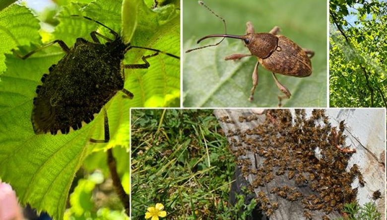 TARIM ÜRÜNLERİ TEHLİKE ALTINDA!