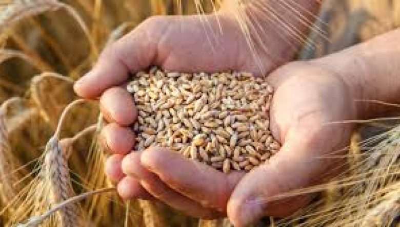 BİTKİSEL ÜRETİMDE AZALIŞ BEKLENİYOR