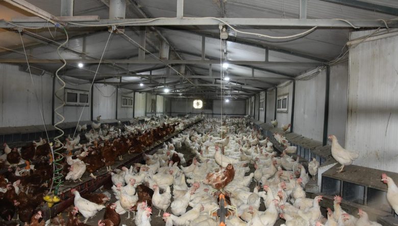 YARKA PROJESİ ÜRETİCİYE KATKI SAĞLAMAYA DEVAM EDİYOR