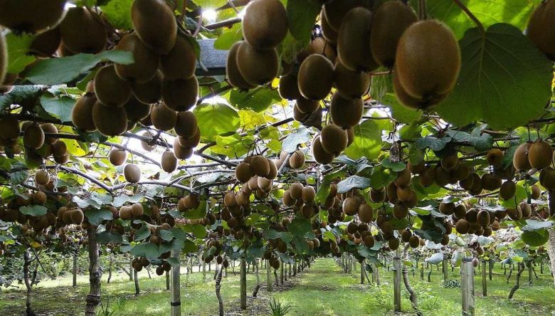 KİVİ HASADI 11 KASIM’DA BAŞLAYACAK