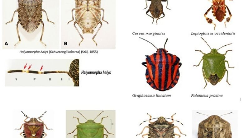 KAHVERENGİ KOKARCA İLE DİĞER TÜRLERİ KARIŞTIRMAYIN!