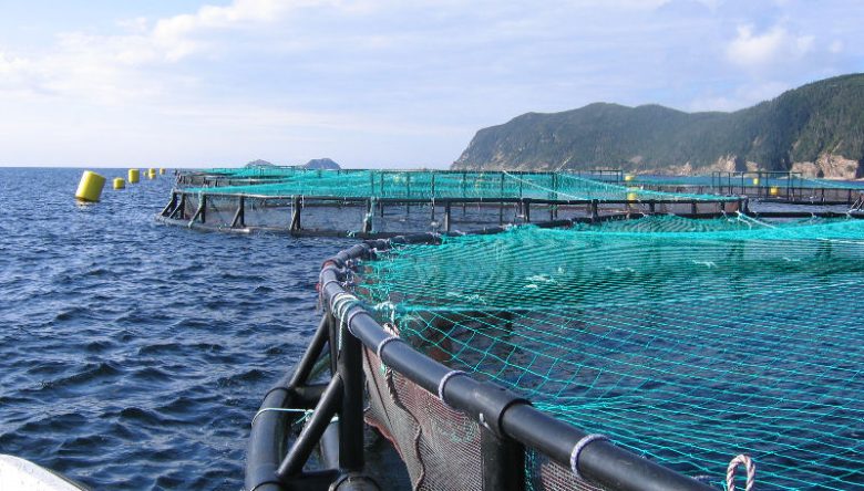 SU ÜRÜNLERİ YETİŞTİRİCİLİĞİ DESTEKLEME BAŞVURULARI BAŞLADI