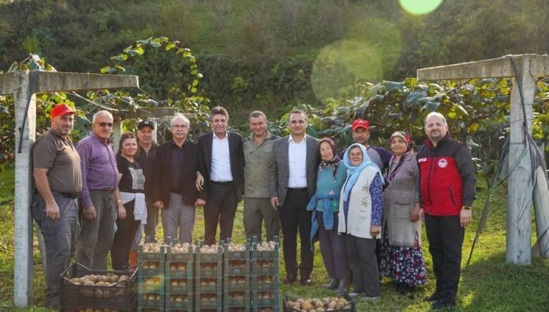 FATSA'DA KİVİ HASADI BEREKETİ
