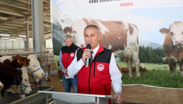 ÜRETİCİLERE SİMENTAL DÜVE DAĞITILDI