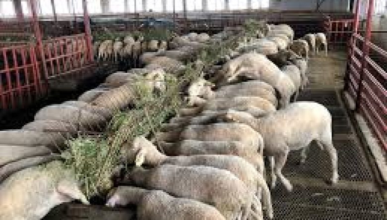 KÜÇÜKBAŞ HAYVAN ISLAHINDA 1,29 MİLYON HAYVANA DESTEK