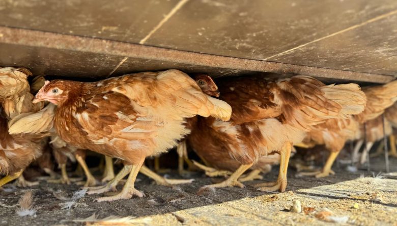 YARKA PROJESİNDE 12 ÜRETİCİYE HİBE