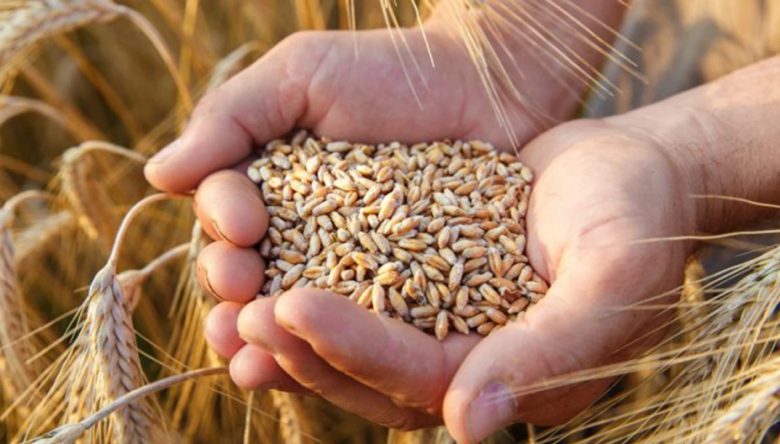 TAHIL ÜRETİMİ BİR ÖNCEKİ YILA GÖRE AZALDI