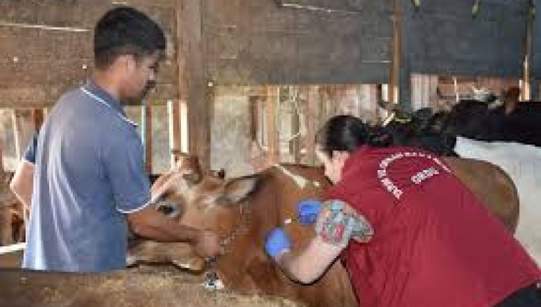 612 BİN HAYVAN AŞILANDI