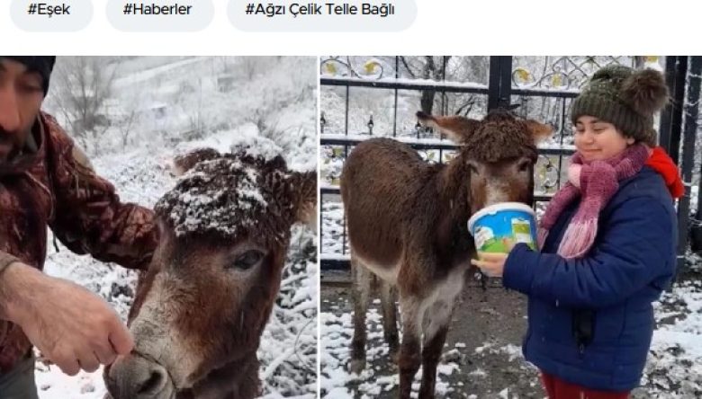 ORDU VALİLİĞİ’NDEN “EŞEĞE TEL BAĞLANDI” İDDİALARINA YALANLAMA