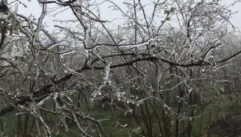 METEOROLOJİDEN ORDU İÇİN ZİRAİ DON UYARISI