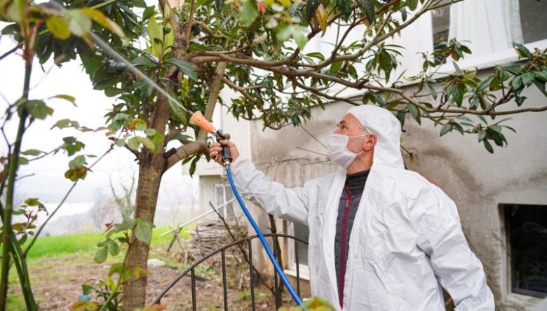 FATSA’NIN KIŞLAKLARINDA KOKARCA MÜCADELESİ