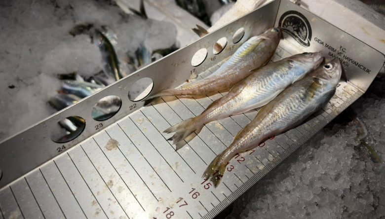 ORDU’DA SU ÜRÜNLERİ DENETİMLERİ SIKILAŞTI