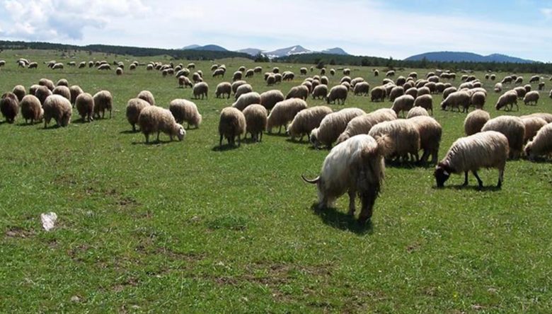 KIRSALDA BEREKET PROJESİ BAŞLADI