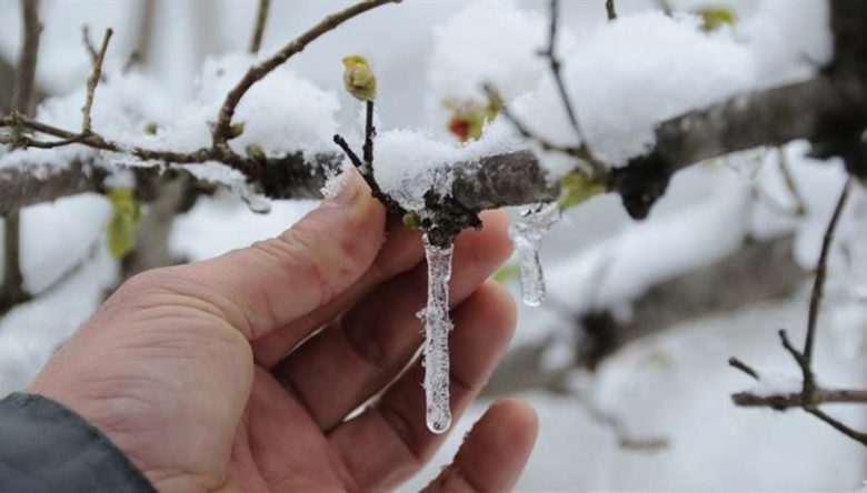 ZİRAİ DON UYARISI!