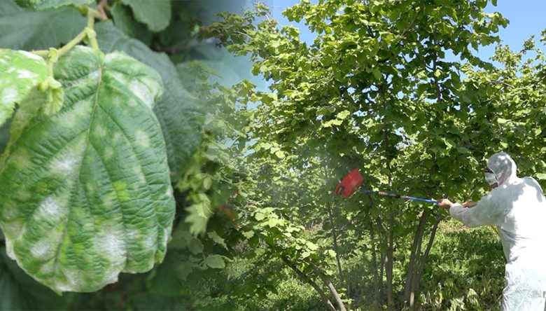 ORDU’DA FINDIKTA KÜLLEME HASTALIĞINA KARŞI UYARI