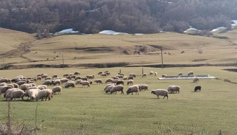 ORDU’DA YAYLALARDA OTLATMA TAKVİMİ AÇIKLANDI