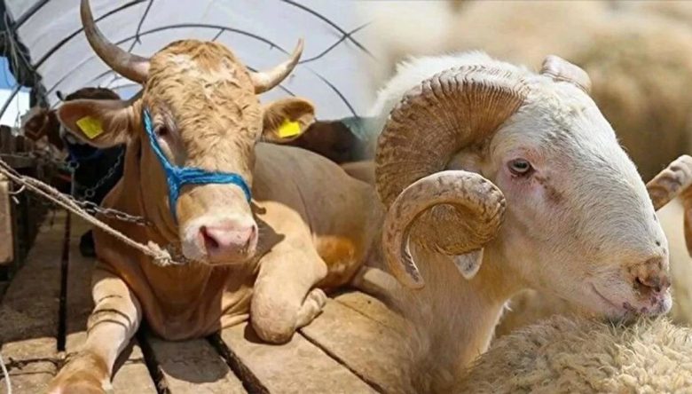 KURBANLIK SEÇERKEN BU DETAYLARA DİKKAT!