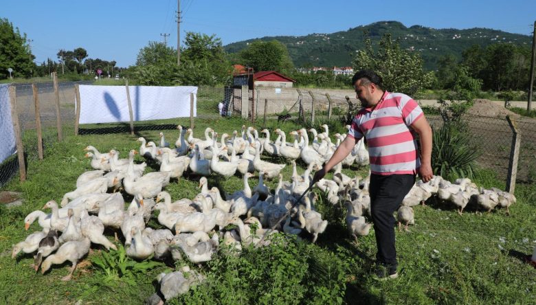 KAZ YETİŞTİRİCİLİĞİ KIRSALDA YAYGINLAŞIYOR