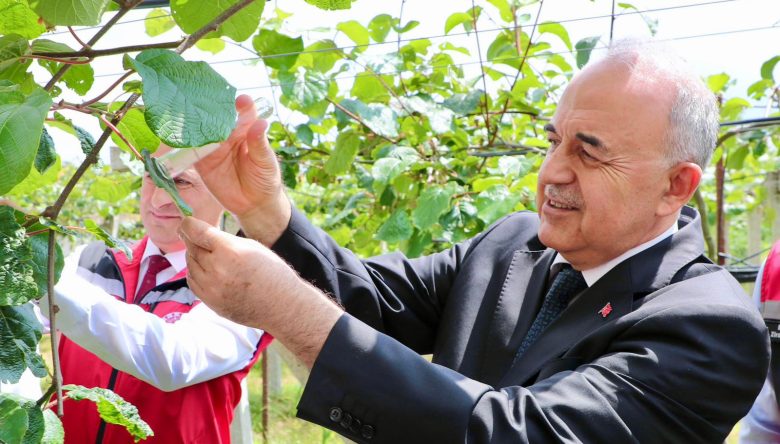 KARADENİZ’DE KOKARCAYA KARŞI DEV HAMLE