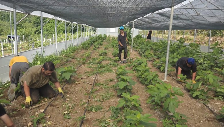 FATSA'DA GELECEĞİN TARIMCILARI SERADA UYGULAMALI EĞİTİM ALIYOR