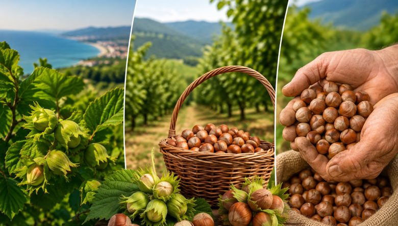 ORDU'DA FINDIK HASAT TARİHLERİ AÇIKLANDI