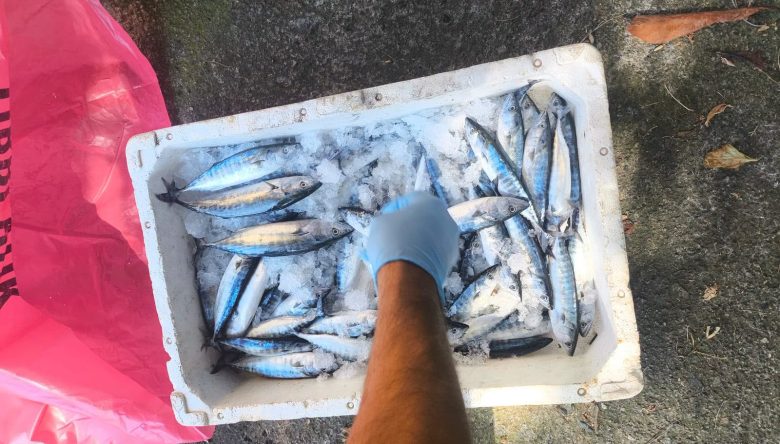 YASA DIŞI PALAMUT AVINA GEÇİT YOK