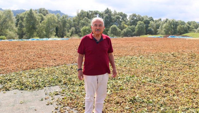ORTAR’LA FINDIKTA BÜYÜK HAMLE   
