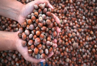 FİSKOBİRLİK, 50 RANDIMANA 190 LİRA VERİYOR!