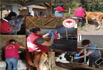 HAYVAN PAZARLARI YENİDEN AÇILIYOR