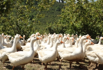 KAZ YETİŞTİRİCİLİĞİ YAYGINLAŞIYOR