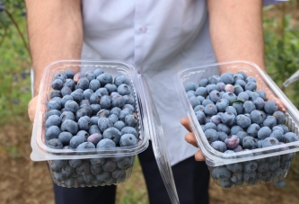 MAVİ YEMİŞ ÜRETİCİNİN YÜZÜNÜ GÜLDÜRÜYOR