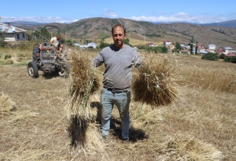 ORDU, SİYEZ BUĞDAYINA ALIŞTI